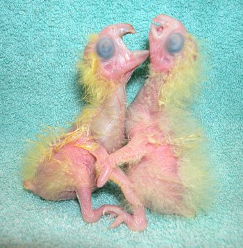 Two day old Moluccan and Greater Sulphur-Crested Cockatoo chicks on 3/28/04