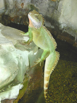 http://www.avesint.com/images/osv1.jpg